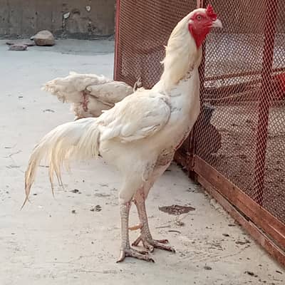 Heera Murga