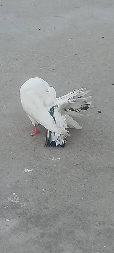 some Xtra birds avialble