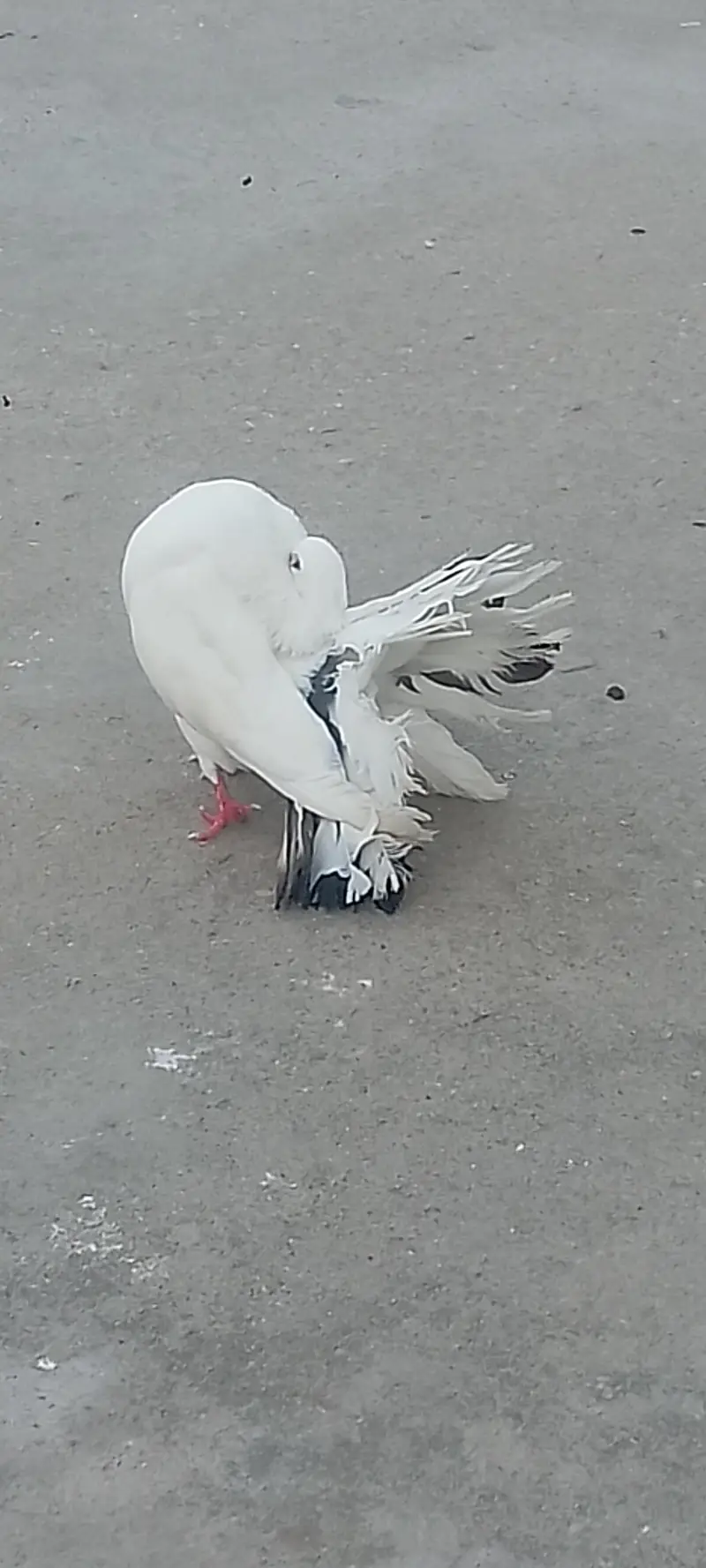 some Xtra birds avialble