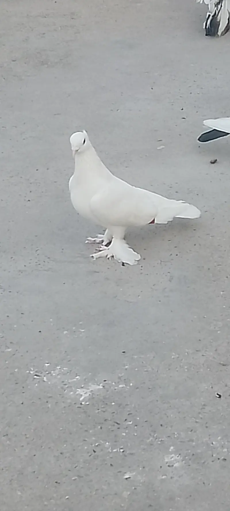 some Xtra birds avialble — photo 2