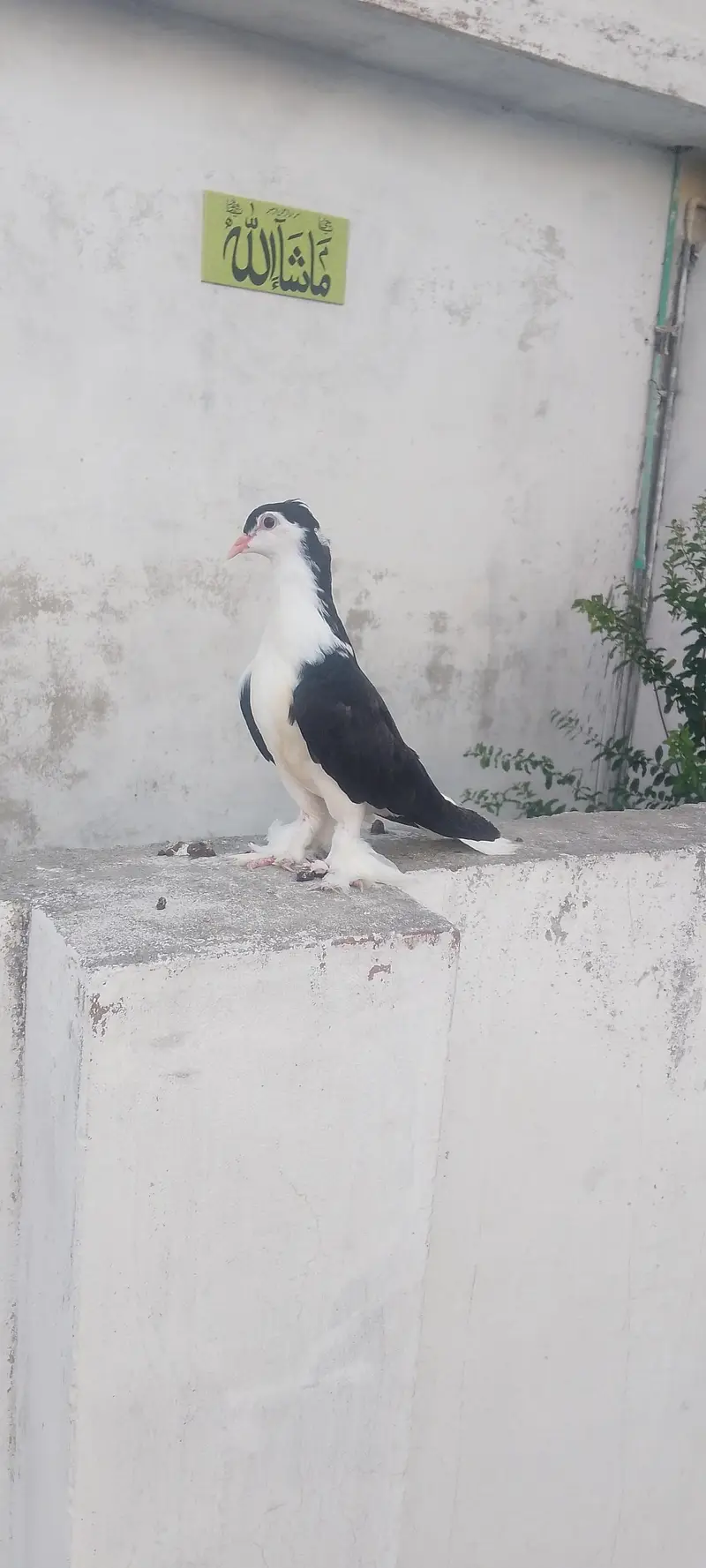 some Xtra birds avialble — photo 3