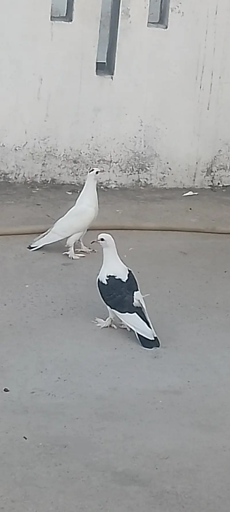 some Xtra birds avialble — photo 4