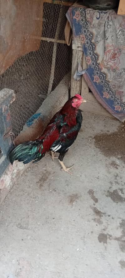 Premium Quality Aseel Pair for Sale