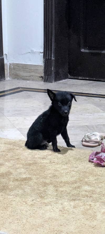 Black German shepherd double coatedh