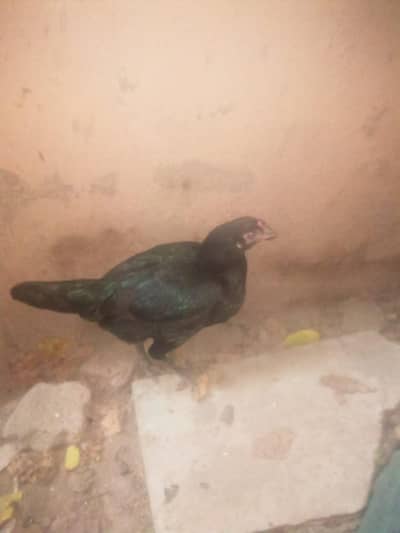 Aseel Female Hen