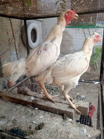 Heera aseel pair for sale original or 1 aseel heavy murga