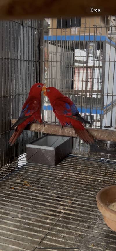red moluccan lory