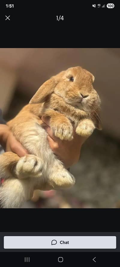 holland lop breader male top caovalti