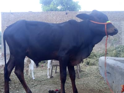 2  Desi kheery vachy for Sale vip jori