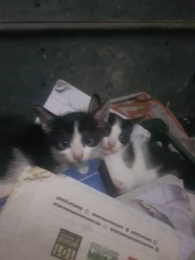 tuxedo kittens