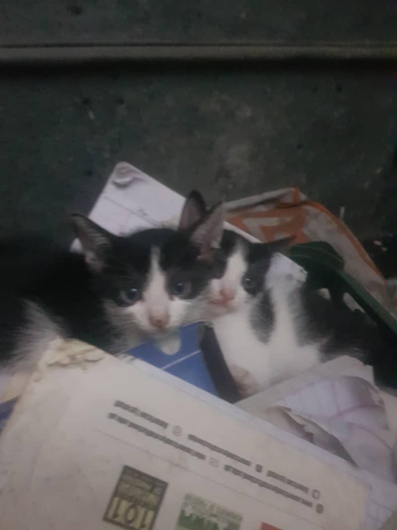 Kittens 2