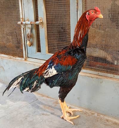 High-quality long highted afghani breed for sale