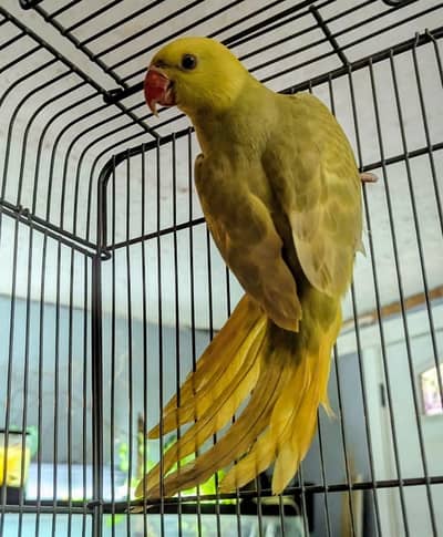 yellow pilled ringnecks