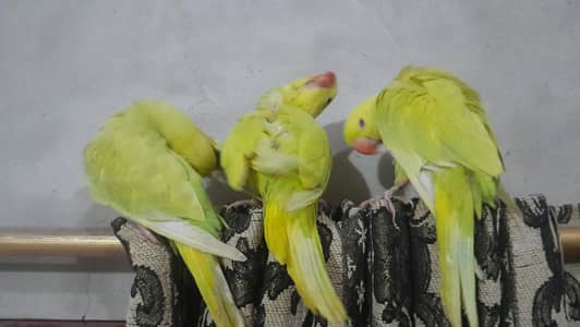 yellow pilled ringnecks