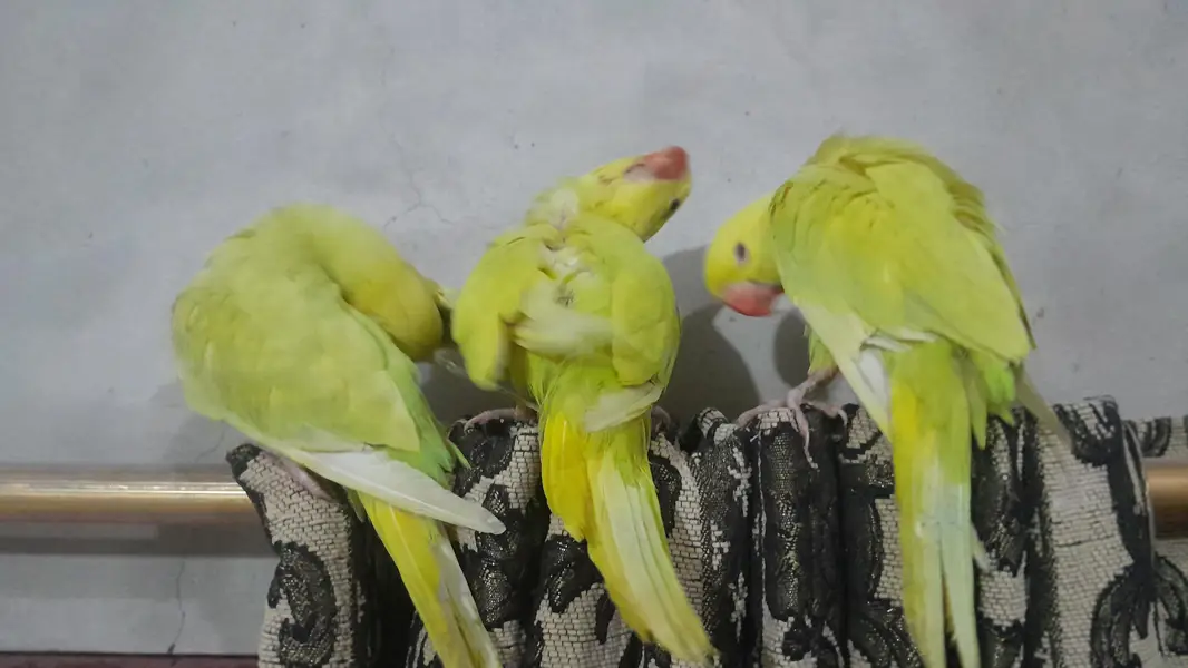 yellow pilled ringnecks — photo 2