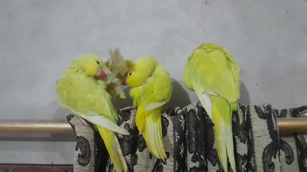 yellow pilled ringnecks — photo 3