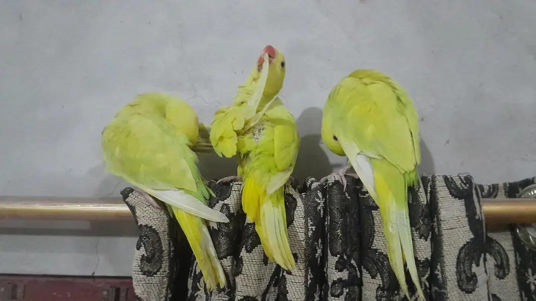 yellow pilled ringnecks — photo 4