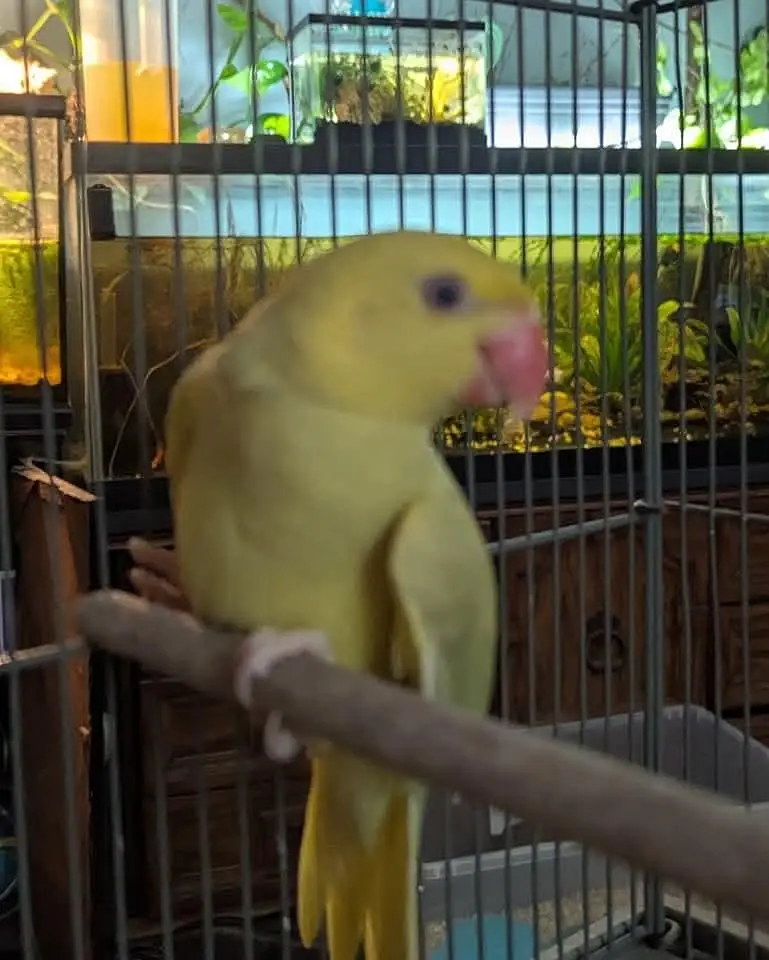 yellow pilled ringnecks — photo 5