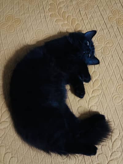 3 month Persian male kitten