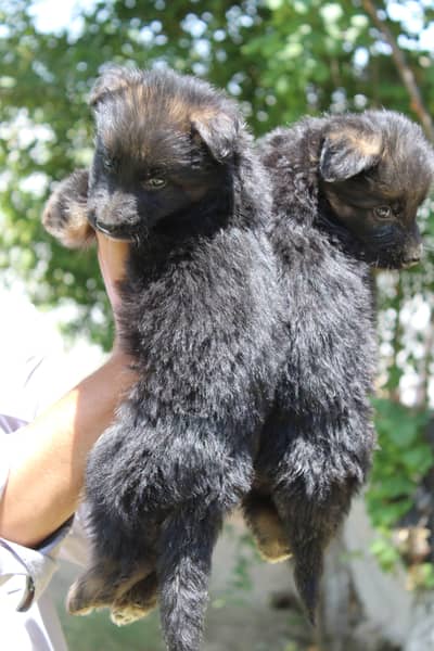 Pair And males Are Available At Discounted Prices