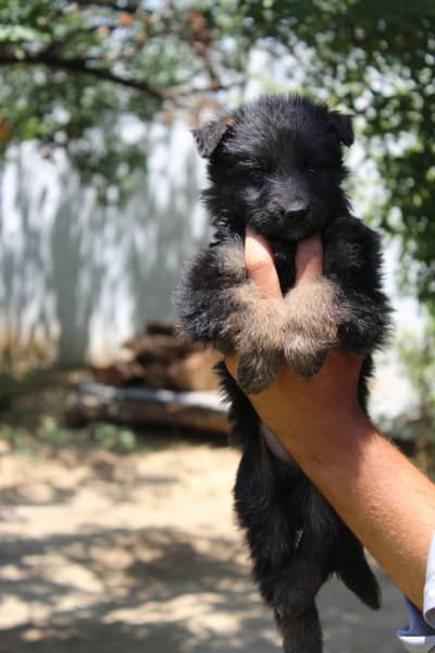 German Shepherd Pups | German Shepherd Black Pupps | GSD pup For Sale