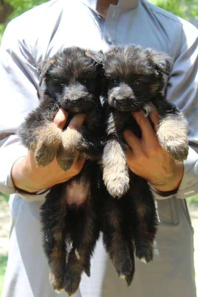 German Shepherd Pups | German Shepherd Black Pupps | GSD pup For Sale
