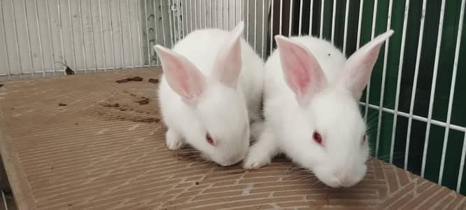 New Zealand White Large Breed Beautiful Bunnies