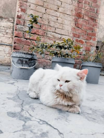 white cat 3 core hair length eyes colour lepit