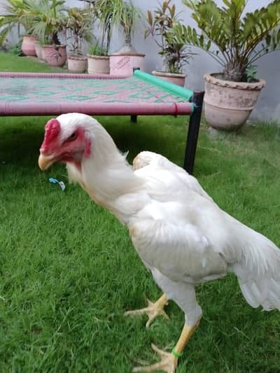 Very good rooster