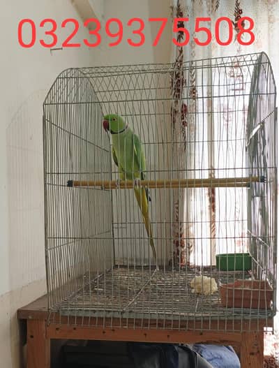 indian ring neck breeder parrot