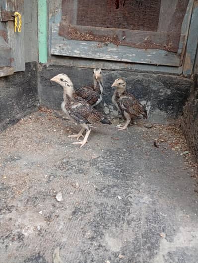 aseel chicks  /  amroha aseel