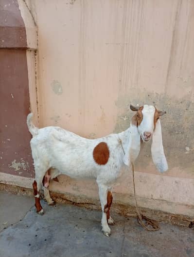 kamori bakri for sale