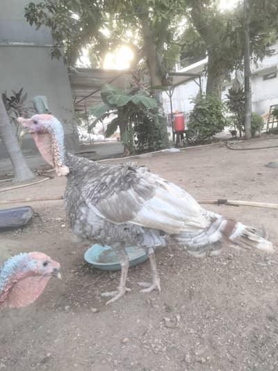turkey