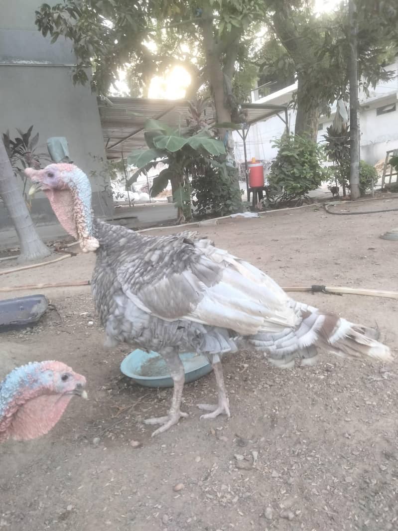 turkey 0