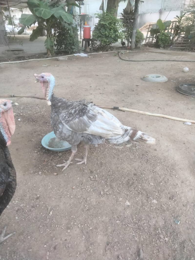 turkey 1