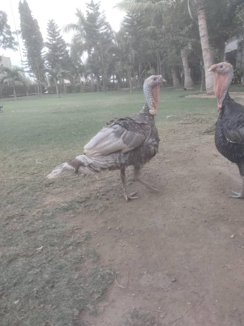 turkey 2