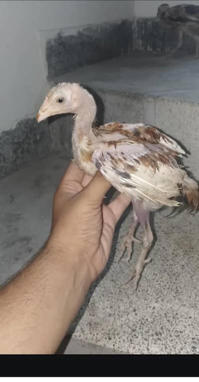 good quality aseel chicks are available