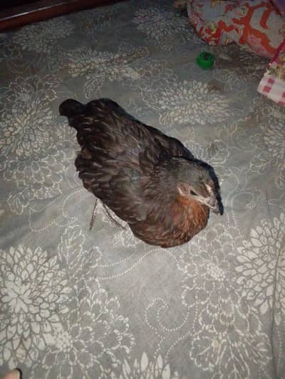 black han for sell