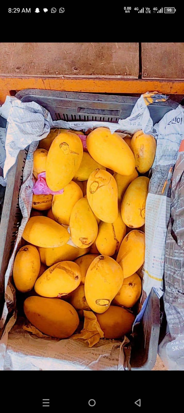 Mango 6