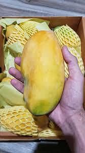 Mango 7