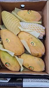 Mango 11
