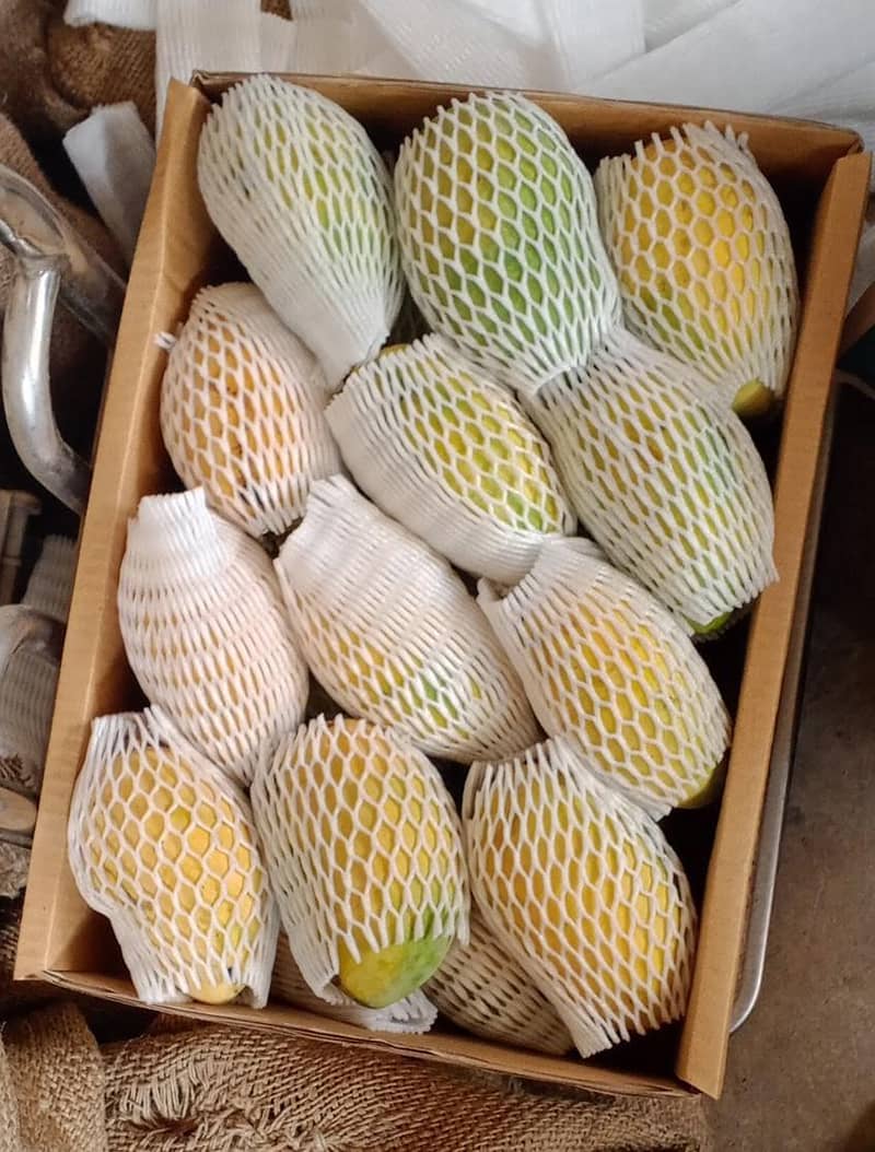 Mango 13