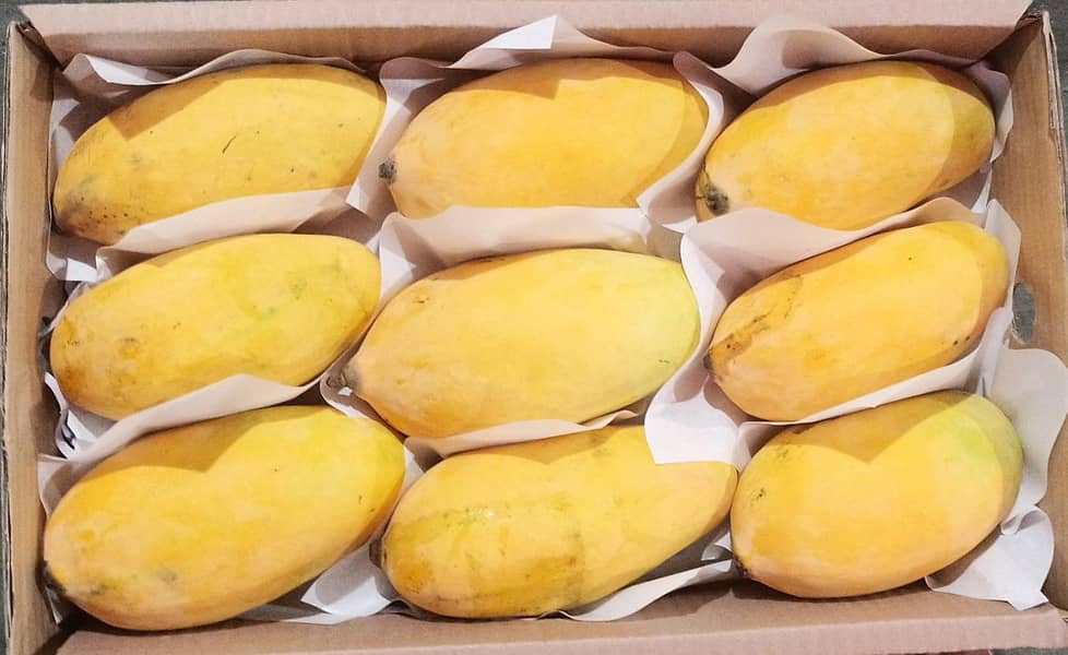 Mango 15