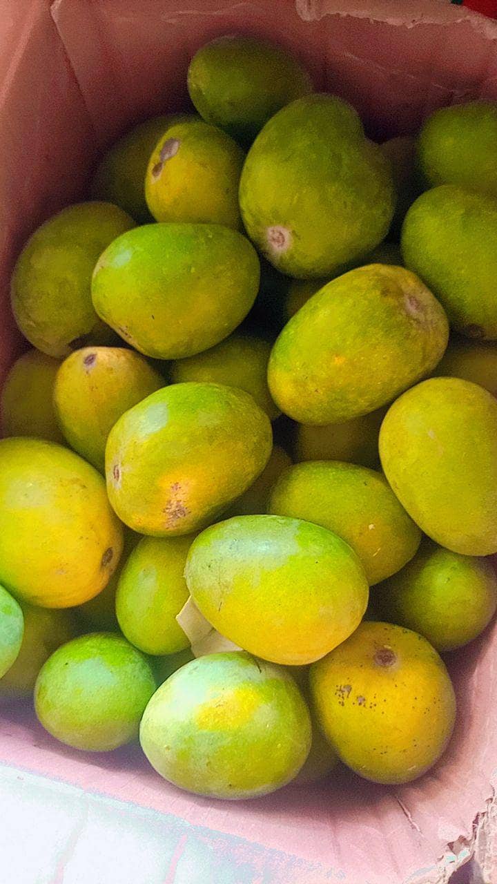 Mango 16