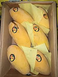 Mango 18