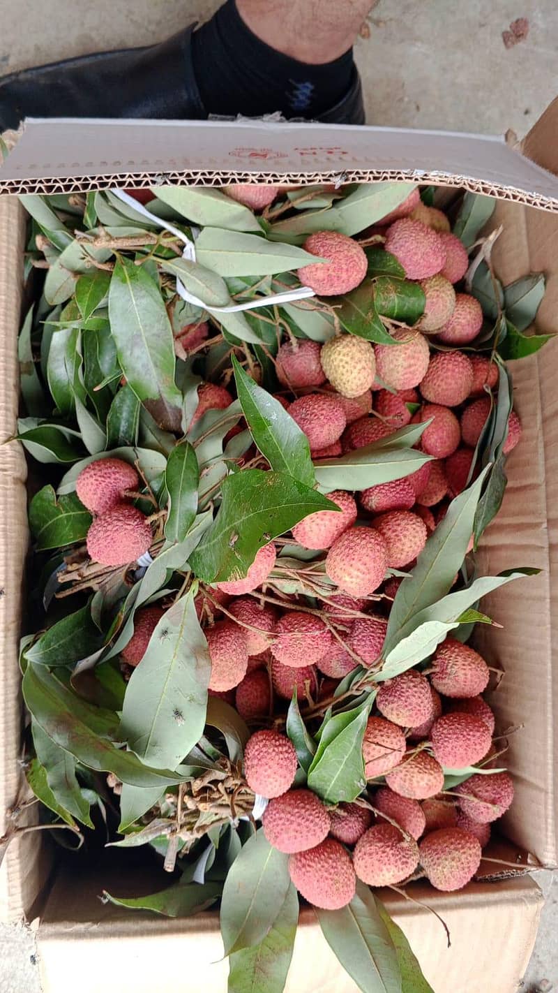 Mango 19