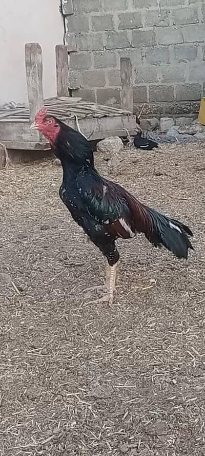 اصیل مرغا