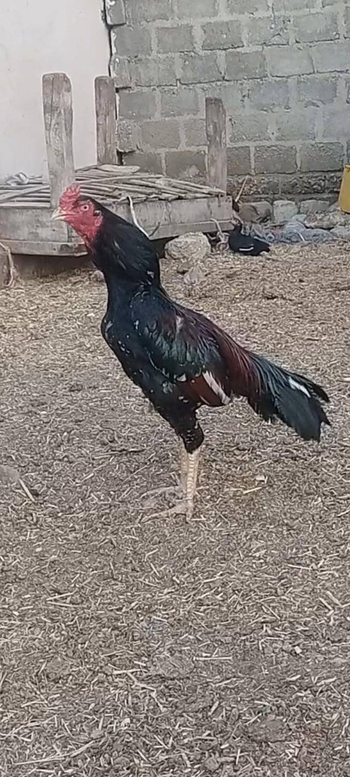 اصیل مرغا 0
