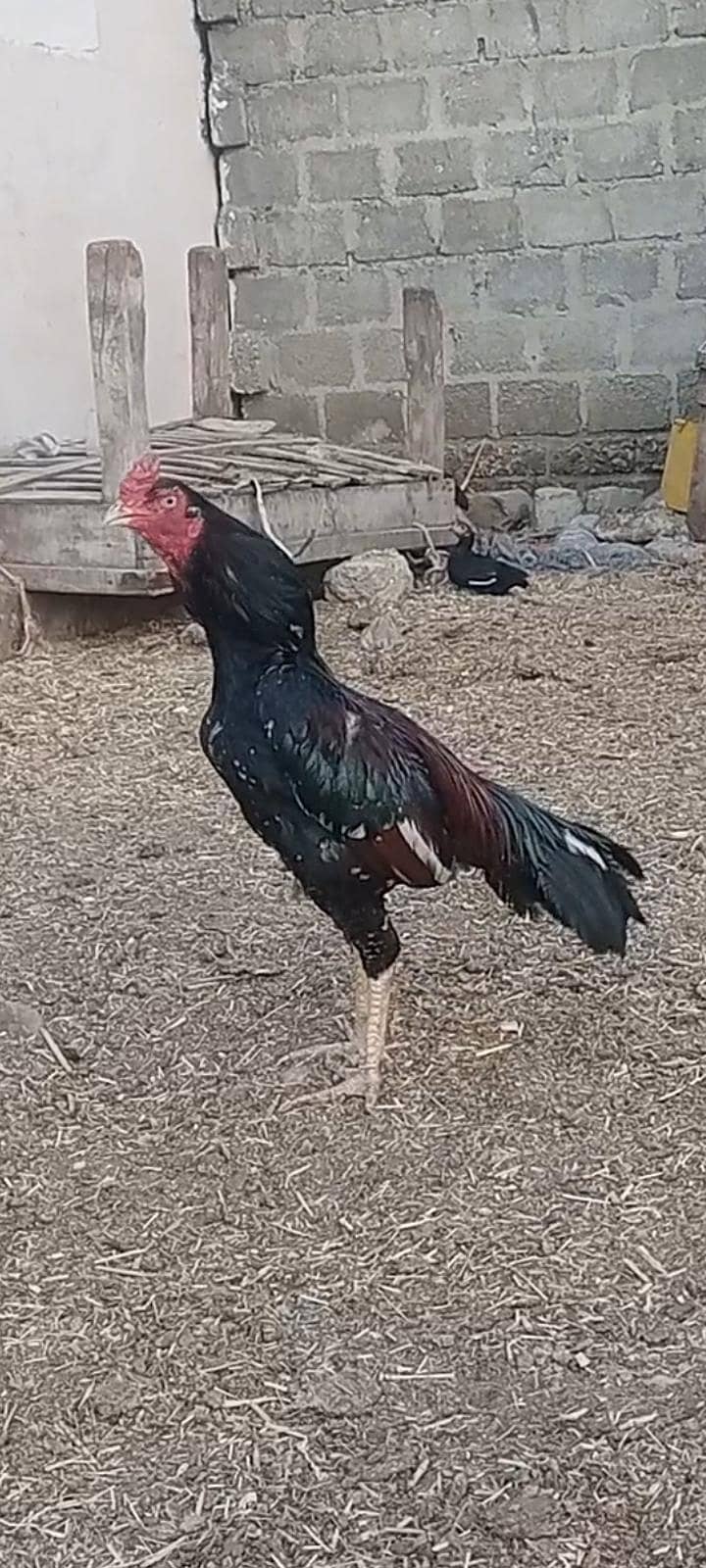 اصیل مرغا 1