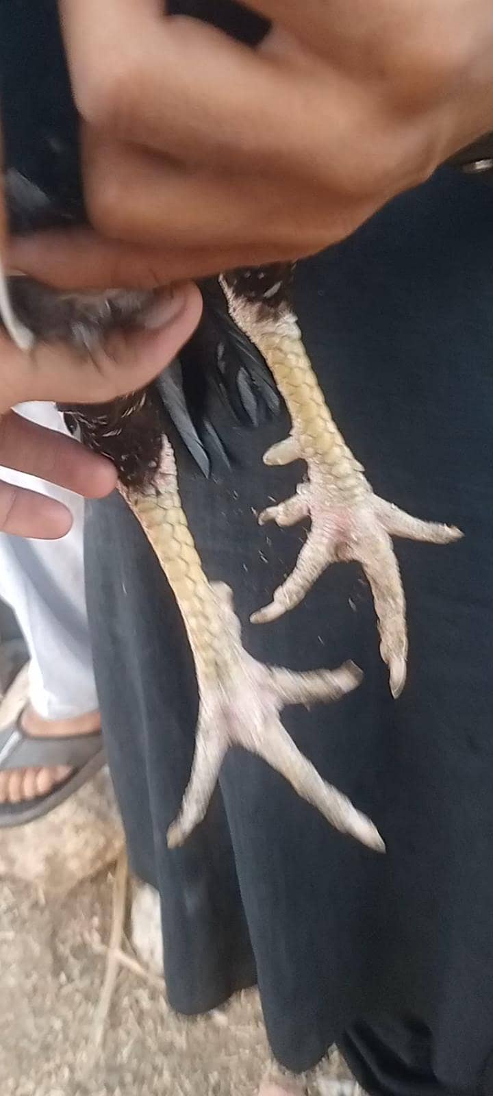 اصیل مرغا 2